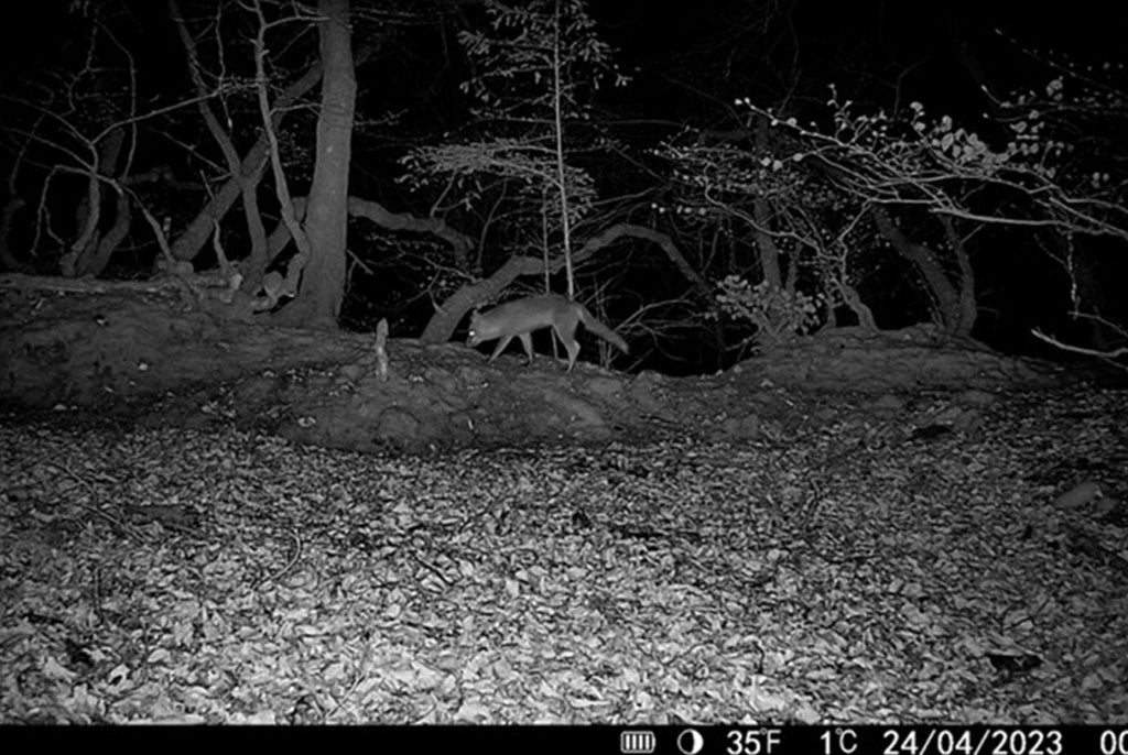 HikMicro M15 Wildlife Camera 4G Enabled 6