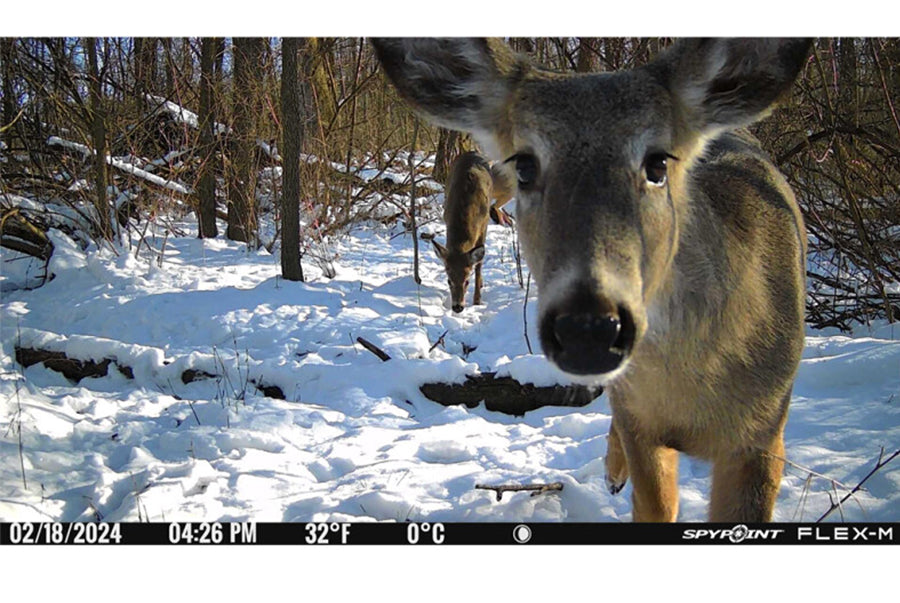 Spypoint Flex M 2 Cellular Wildlife Camera 3